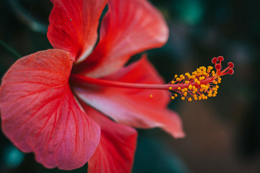 The Wonders of the Hibiscus Plant